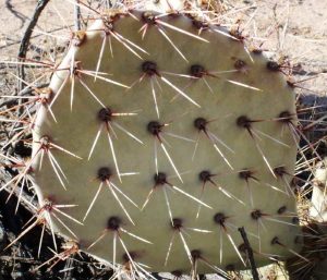 Opuntia valida Opuntia valida