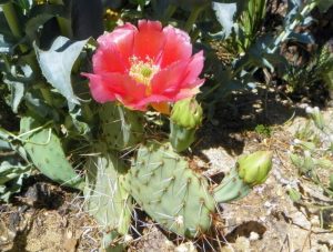 Opuntia woodsii