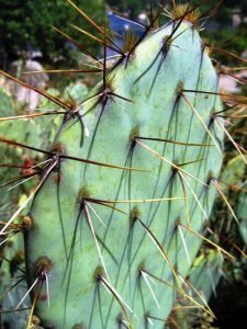 Opuntia wootonii Opuntia wootonii
