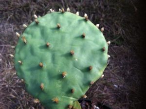 Opuntia xanthoglochia Opuntia xanthoglochia