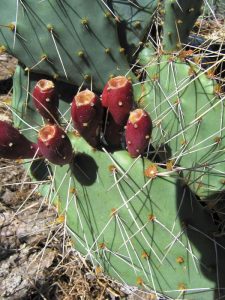 Opuntia zuniensis Opuntia zuniensis