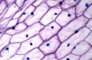 Plant Cell Nuclei