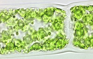 Plant Cell Walls
