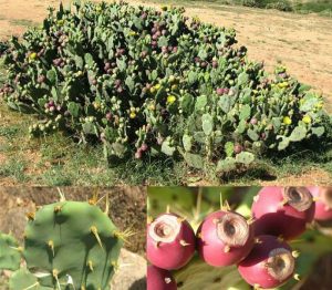 Opuntia in Africa