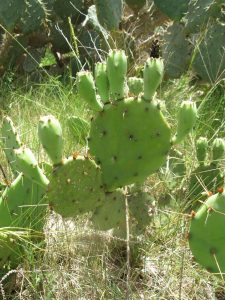 Opuntia leptocarpa