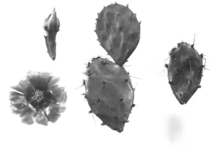 Opuntia fusco-atra