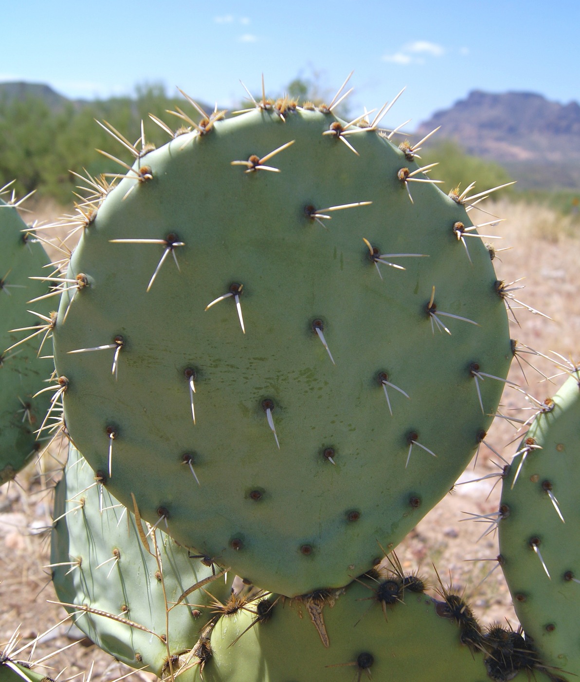 Opuntia discata