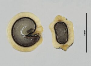 Opuntia humifusa