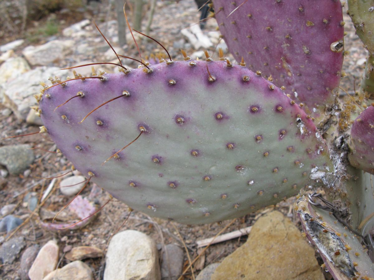 Opuntia chlorotica gosseliniana, HOT purple prickly pear