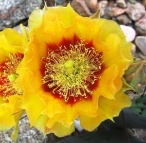 Opuntia macrocentra