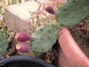 Opuntia allairei, Sarita, TX