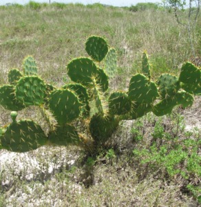 Opuntia alta